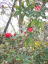 2010.3 ネパール国花シャクナゲ